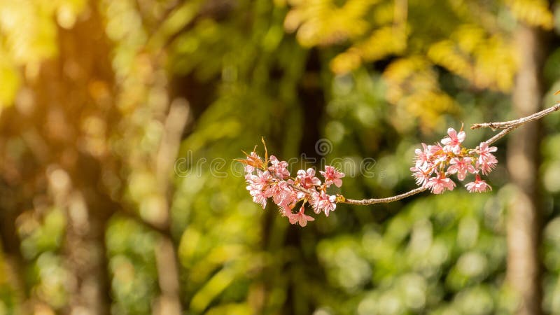 Hermosas flores de cerezo rosa con fondos borrosos y naranjas fotos de archivo Hermosas flores de cerezo rosa con fondos borrosos y naranjas fotos de archivo