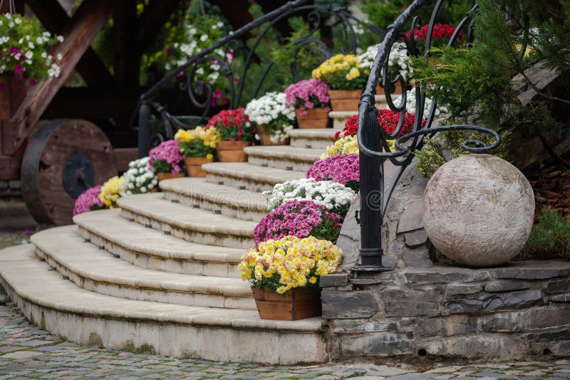 Hermosas flores de crisantemo en macetas de madera decoran las escaleras Venta de flores