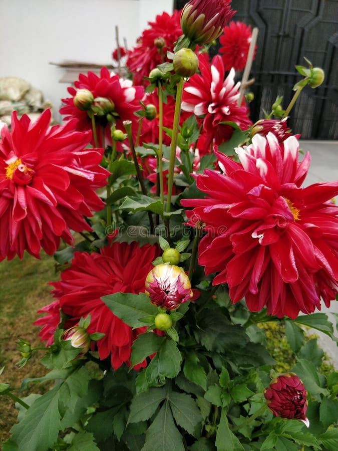 Hermosas Flores De Dalia De Color Rojo Brillante Y Rosa Claro En Las  Plantas De Dahlia En Mi Jardín Foto de archivo - Imagen de flores, dalia:  173135960