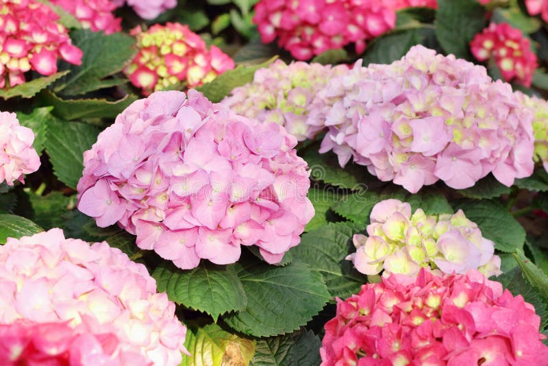 Hermosas flores de hortensia multicolores floreciendo en el jardín imagen de archivo