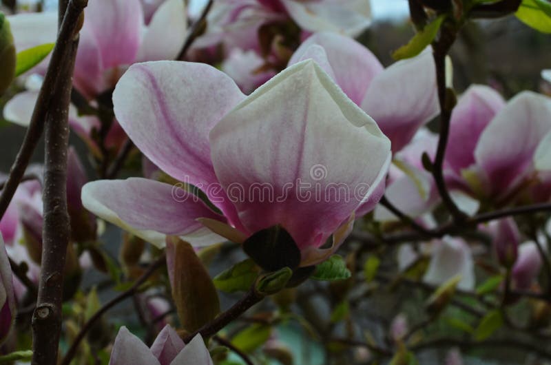 Hermosas Flores De Magnolia Púrpura En La Temporada De Primavera En El  árbol De Magnolia. Fondo Azul Cielo. Imagen de archivo - Imagen de arbusto,  pascua: 217729391