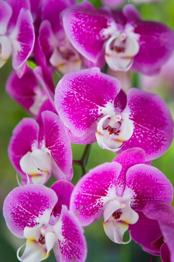 Hermosas Flores Exóticas Tailandesas Insólitas De Orquídeas Cercanas Imagen  de archivo - Imagen de abigarrado, hermoso: 164213479