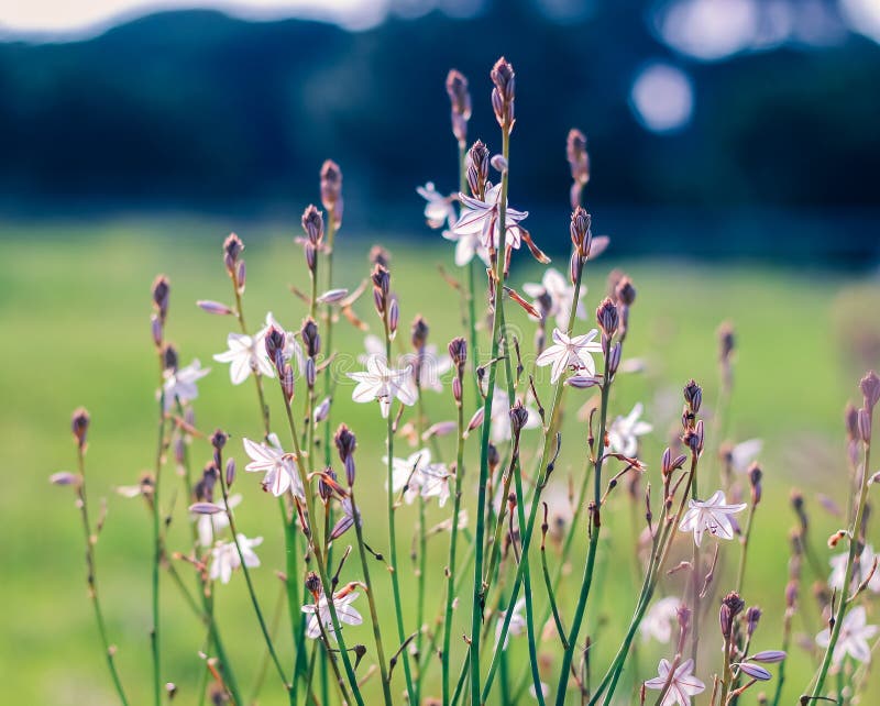 Hermosas Flores Silvestres En El Campo En El Jardín De Portugal Imagen de archivo - Imagen de brunch, planta: 211585353 Hermosas Flores Silvestres En El Campo En El Jardín De Portugal Imagen de archivo - Imagen de brunch, planta: 211585353