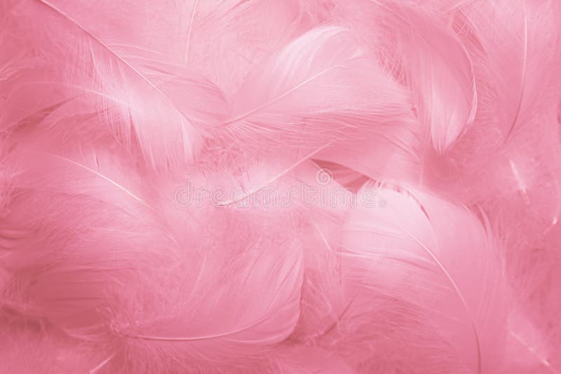 https://thumbs.dreamstime.com/b/hermosas-plumas-de-color-rosa-y-blanco-fluffer-textura-fondo-vintage-cisne-241986985.jpg