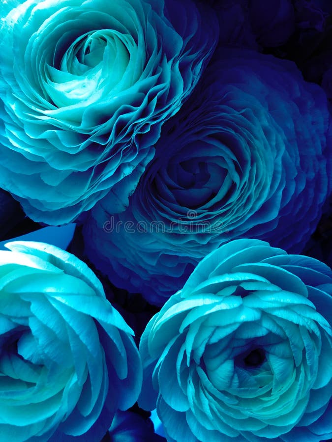 Hermosas Rosas Azules Ocultan El Fondo Imagen de archivo - Imagen de ramo,  azul: 166152891