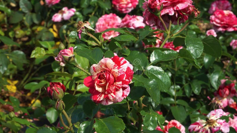 Hermosas rosas floribundas floreciendo en vista de zoomina metrajes