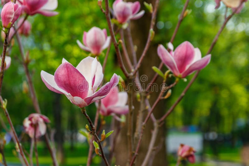 Hermoso árbol De Magnolia Rosa En El Parque Foto de archivo - Imagen de  fragante, macro: 219910162