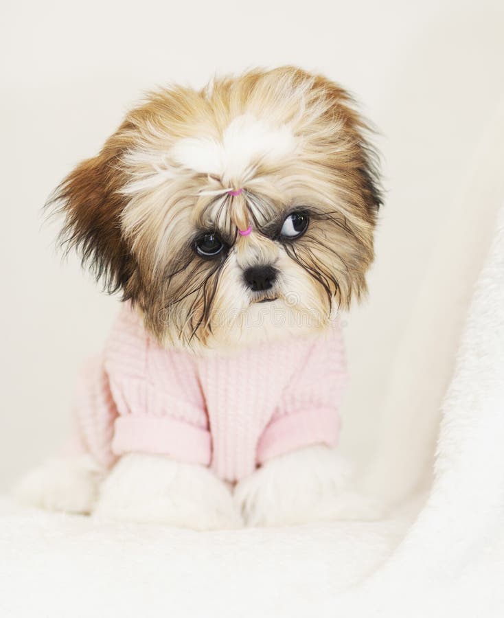 Hermoso Cachorro Shih Tzu Parece Ofendido Con Ropa Rosa de archivo - Imagen de perrito: 162677663