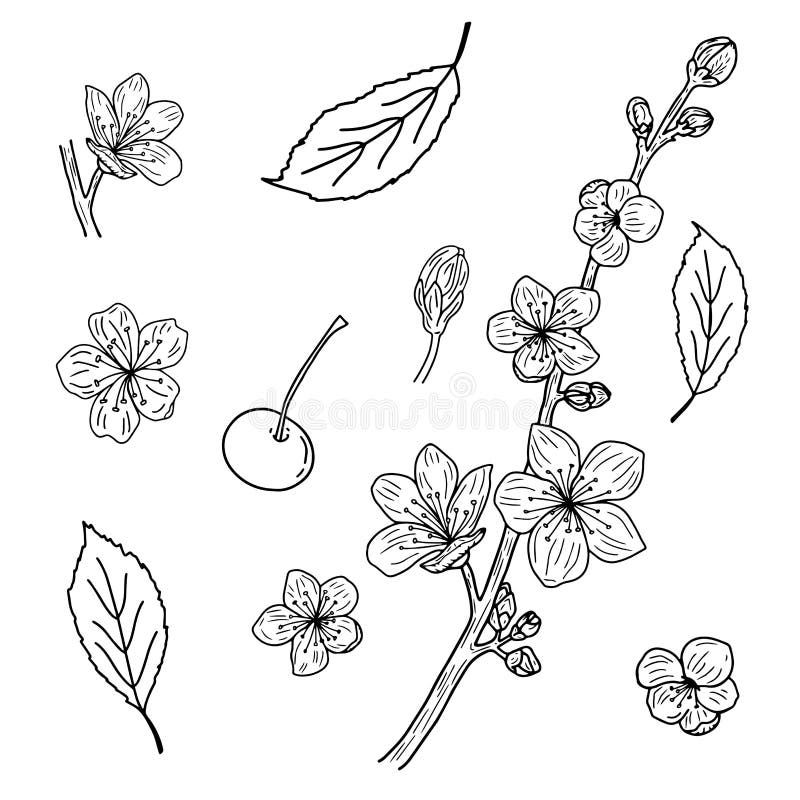 Hermoso conjunto de flores de cerezo, brotes y hojas sobre un fondo blanco Elementos vectoriales en blanco y negro de cerezo flor stock de ilustración