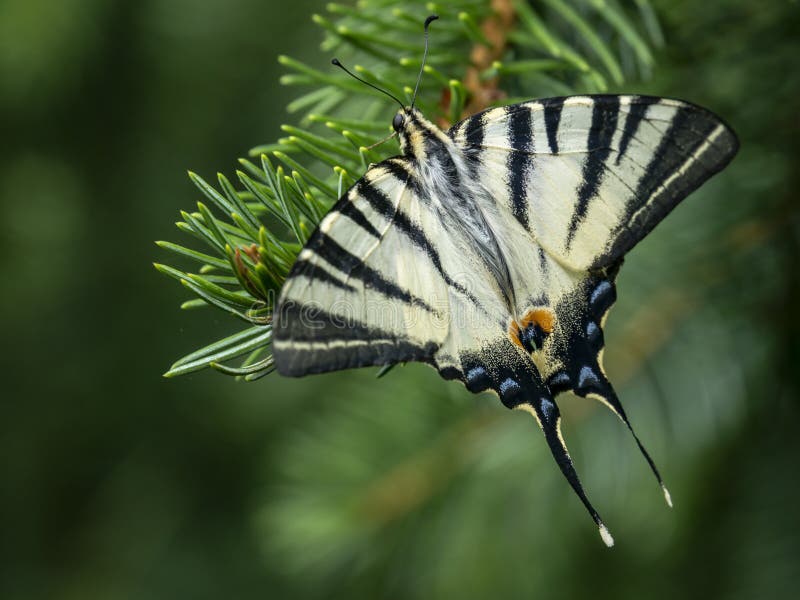` Hermoso del podalirius de Iphiclides del ` de la mariposa en verde imágenes de archivo libres de regalías ` Hermoso del podalirius de Iphiclides del ` de la mariposa en verde imágenes de archivo libres de regalías