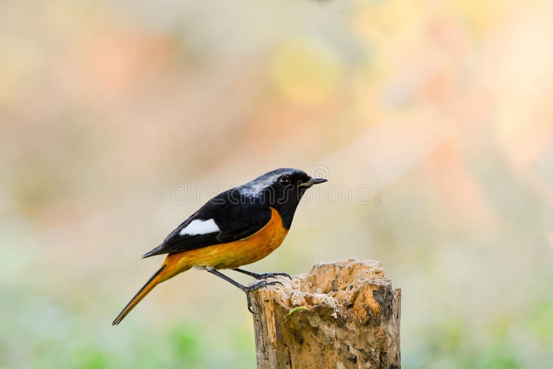 Hermoso del pájaro de Daurian Redstart foto de archivo Hermoso del pájaro de Daurian Redstart foto de archivo