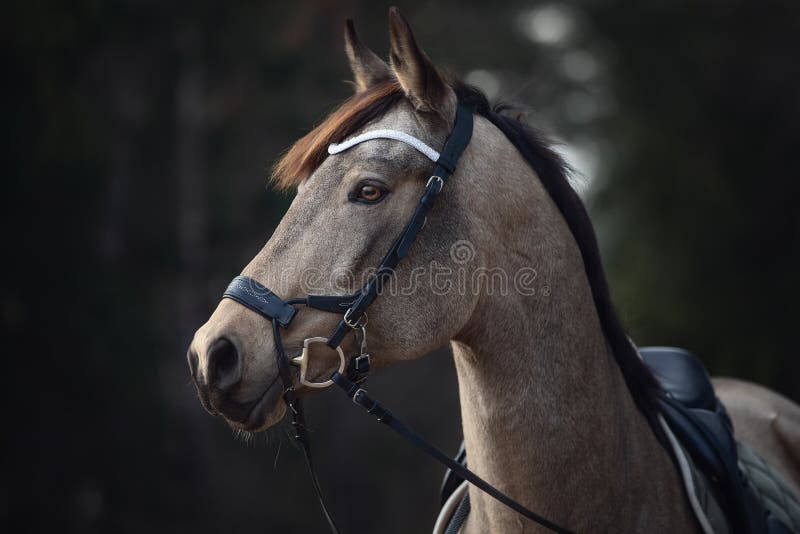 Close portrait of beautiful stunning show jumping gelding horse with bridle and white rowband with beads in forest in autumn landscape. Close portrait of beautiful stunning show jumping gelding horse with bridle and white rowband with beads in forest in autumn landscape