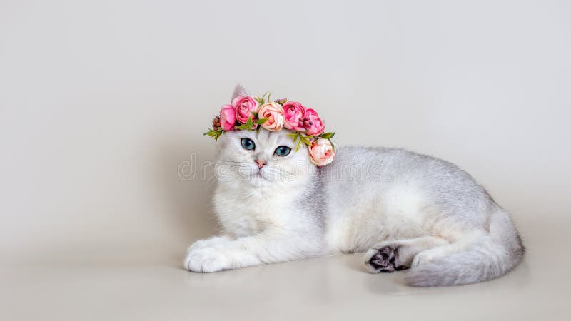 Hermoso gato gris en una corona de flores rosas se encuentra en un fondo gris fotos de archivo
