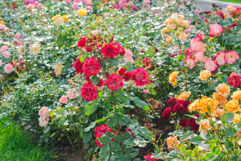 Details 100 jardin con rosas de colores