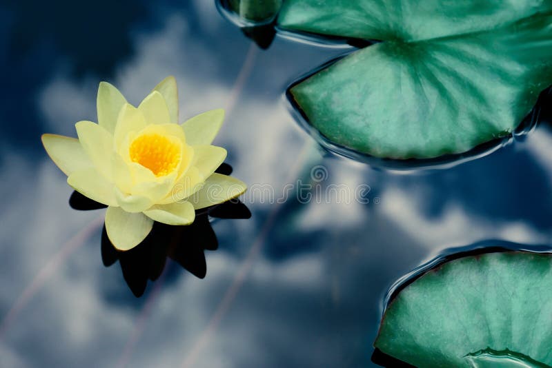 Hermoso Loto Y Hojas En Flor De Agua En El Budismo. Religión India Imagen de archivo - Imagen de hoja, fresco: 223934533 Hermoso Loto Y Hojas En Flor De Agua En El Budismo. Religión India Imagen de archivo - Imagen de hoja, fresco: 223934533