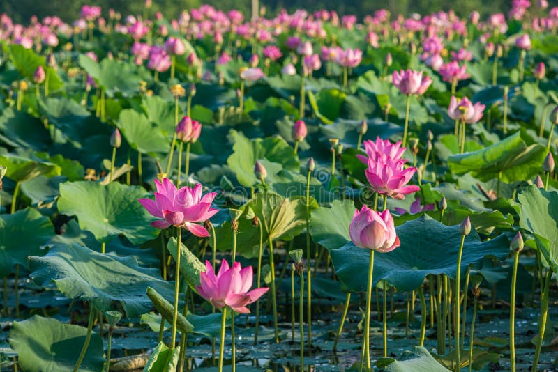 Lovely scenery of blooming pink lotus flower plants on water. Lovely scenery of blooming pink lotus flower plants on water