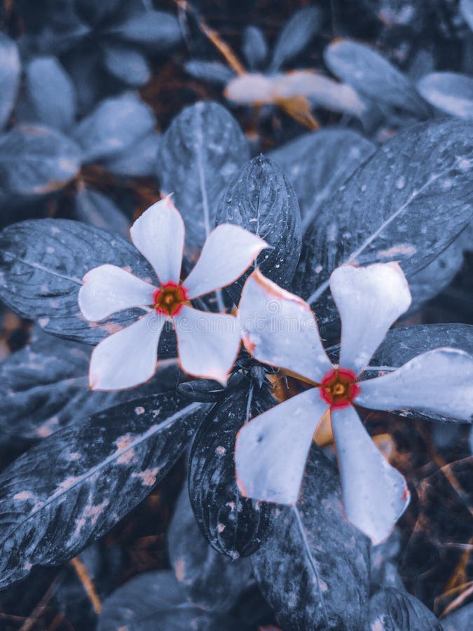 Hermoso pentagon wildflower blanco foto de archivo