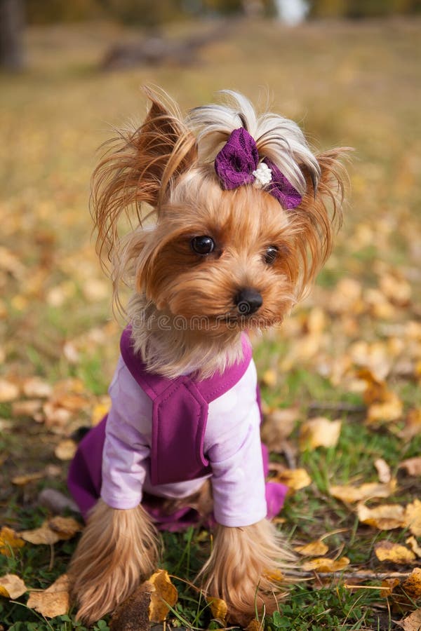 Hermoso Perro De Moda Yorkshire Terrier Vestido En Ropa En Un Paseo En Park La Cámara Imagen de archivo - Imagen de ropas, hierba: 197123493