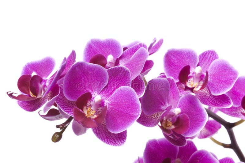 Hermoso Ramo De Flores De Orquídeas Rosas. Grupo De Orquides De Magenta  Tropical De Lujo Falaenopsis Aisladas En Fondo Blanco. Foto de archivo -  Imagen de fragilidad, recorte: 180185958