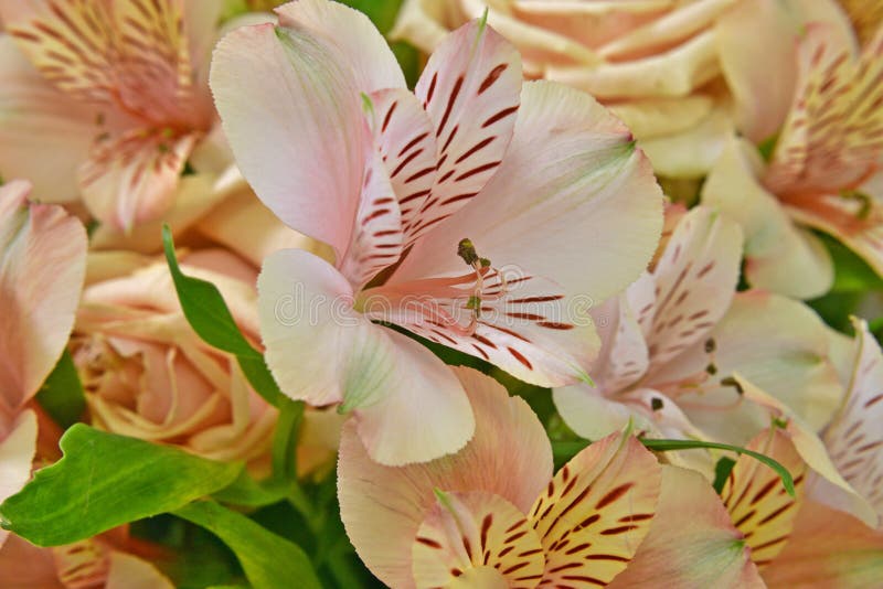 Hermoso Ramo De Flores De Rosas Beige Y Azucenas. Foto de archivo - Imagen  de floral, belleza: 218017026
