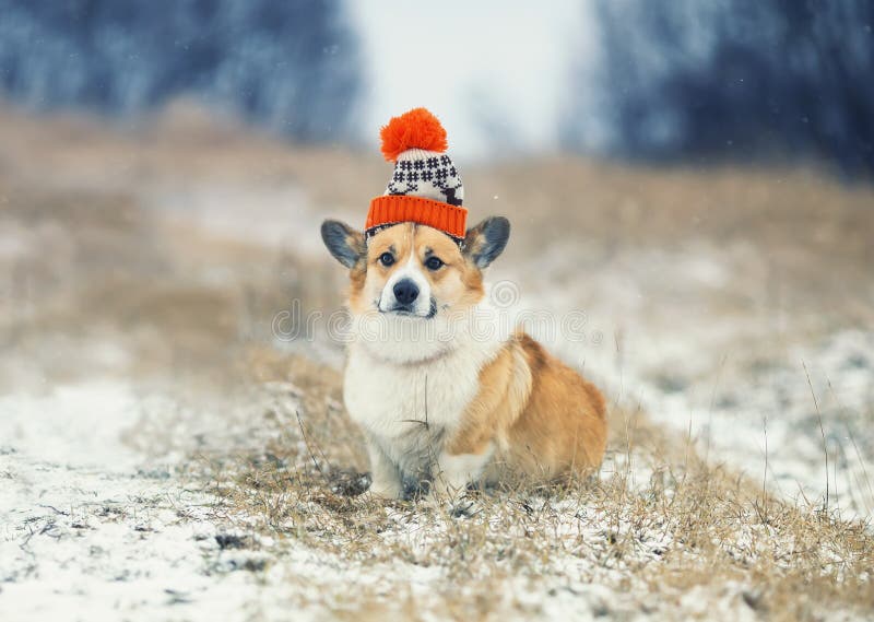 Hermoso retrato divertido un cachorro de perro corgi sentado en un parque de invierno en un sombrero deportivo de punto bajo la ca fotos de archivo