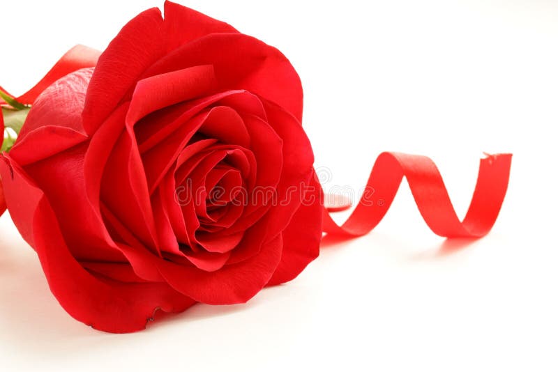Hermoso rojo subió con una cinta festiva foto de archivo libre de regalías Hermoso rojo subió con una cinta festiva foto de archivo libre de regalías