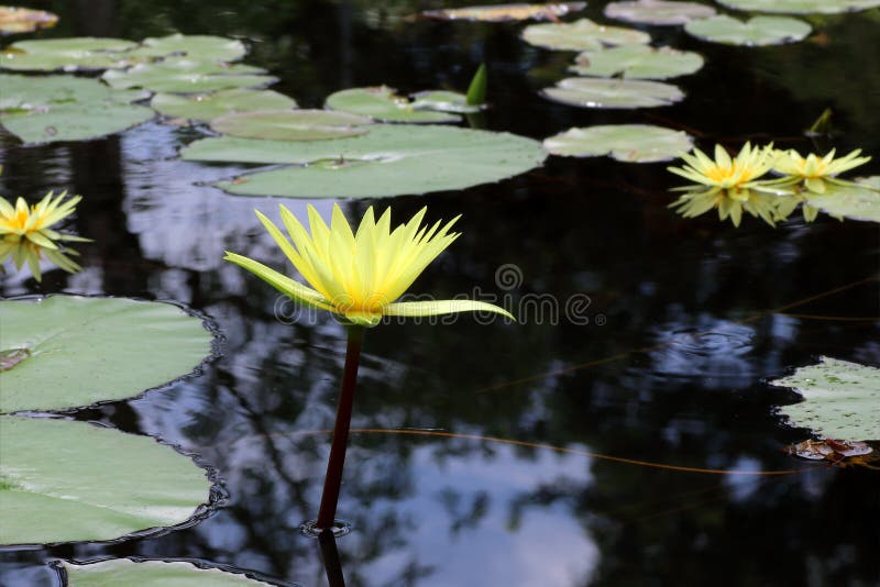 Hermoso waterlily o flor de loto en la charca foto de archivo libre de regalías Hermoso waterlily o flor de loto en la charca foto de archivo libre de regalías