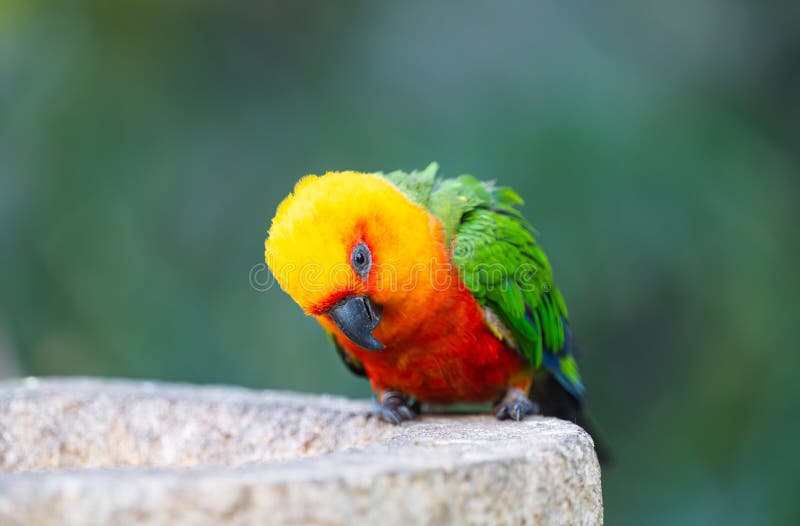 Hermosos loros en un parque de las islas canarias