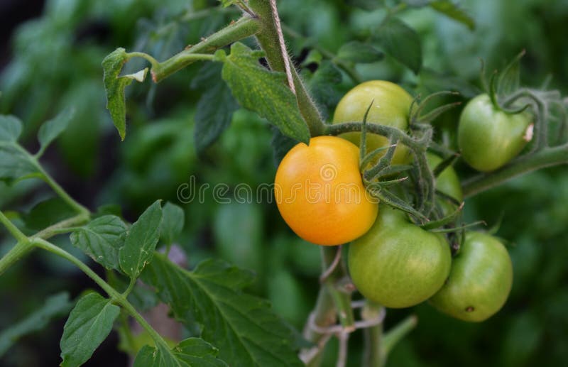 Hermosos tomates verdes y amarillos cultivados en el invernadero. Profundidad del campo baja. FotografÃa de tomate jardinero con fotografía de archivo Hermosos tomates verdes y amarillos cultivados en el invernadero. Profundidad del campo baja. FotografÃa de tomate jardinero con fotografía de archivo