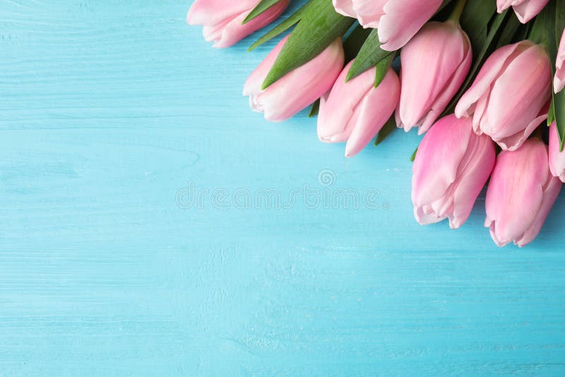 Hermosos tulipanes de primavera rosados sobre fondo azul claro de madera, estría plana Espacio para texto