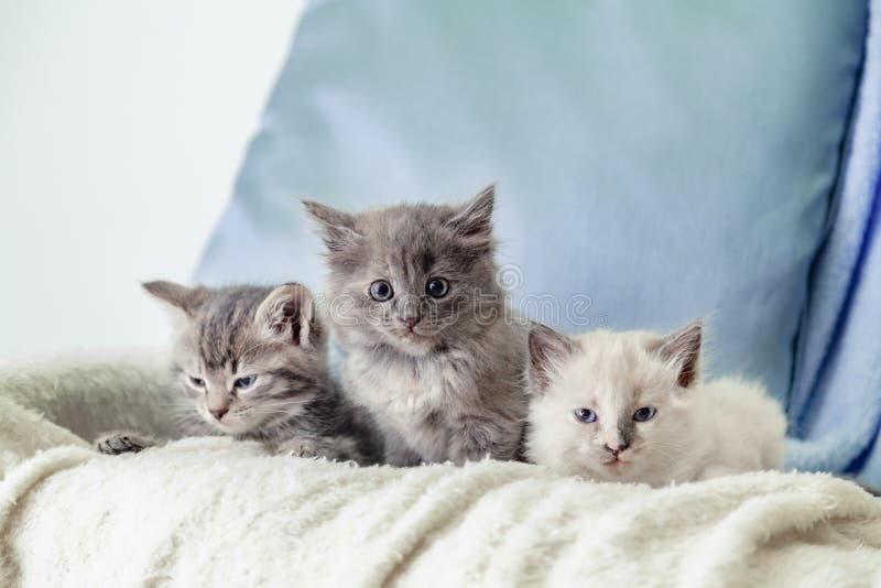 Beautiful fluffy 3 kittens lay on white blanket against a blue background. Many kittens. Gray white and tabby kitten. Different cats pets lie on sofa at home. Beautiful fluffy 3 kittens lay on white blanket against a blue background. Many kittens. Gray white and tabby kitten. Different cats pets lie on sofa at home