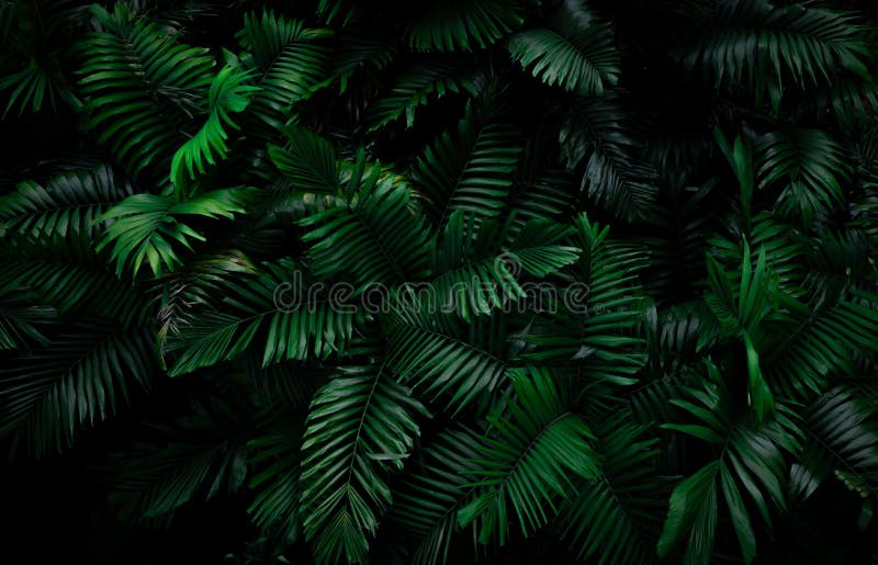 Hernblätter im dunklen Hintergrund im Dschungel Nachts dichte dunkelgrüne Farnblätter im Garten Naturabstrakter Hintergrund Fern