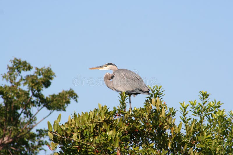 Herodias d'Ardea de héron de bleu grand images stock Herodias d'Ardea de héron de bleu grand images stock