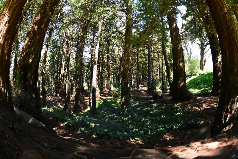 The Heroes Grove in Golden Gate Park is fifteen peaceful acres of Coastal Redwoods honoring the brave, fallen men and woman of San Francisco during World War 1. Along with the trees is a triangular rock with the names of the fallen inscribed, which is the `Gold Star Mothers Rock`.For the centennial anniversary of the grove, a granite rock entrance sign, on the East side along JFK Drive, was finally added, as were the additional Armistice memorial rocks.
The Western side of the Grove has no marker, it just runs into the Rose Garden, very peacefully. 
As seen 9 February 2022. The Heroes Grove in Golden Gate Park is fifteen peaceful acres of Coastal Redwoods honoring the brave, fallen men and woman of San Francisco during World War 1. Along with the trees is a triangular rock with the names of the fallen inscribed, which is the `Gold Star Mothers Rock`.For the centennial anniversary of the grove, a granite rock entrance sign, on the East side along JFK Drive, was finally added, as were the additional Armistice memorial rocks.
The Western side of the Grove has no marker, it just runs into the Rose Garden, very peacefully. 
As seen 9 February 2022.