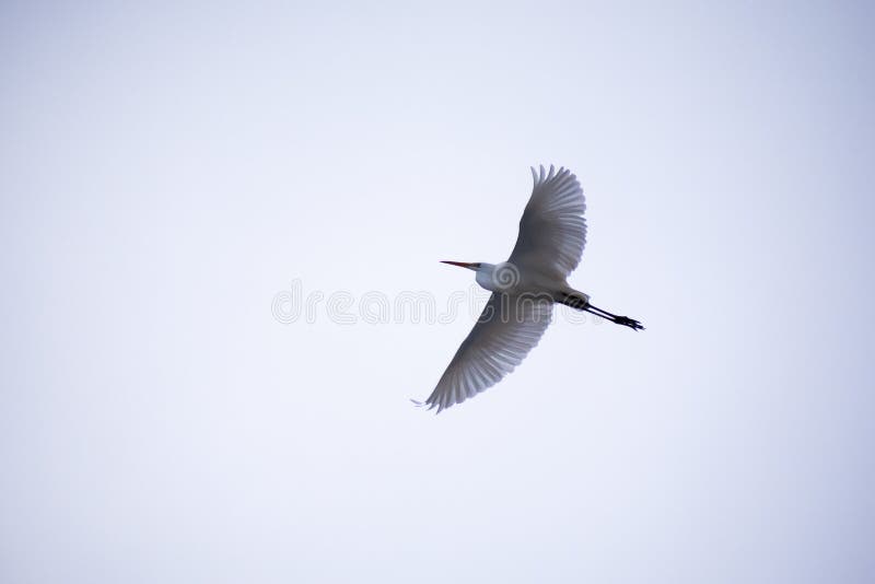 Heroin fling with open wings. Heroin is fling. Grey sky. Winter time. Heroin diplay her stille of fling stock images Heroin fling with open wings. Heroin is fling. Grey sky. Winter time. Heroin diplay her stille of fling stock images
