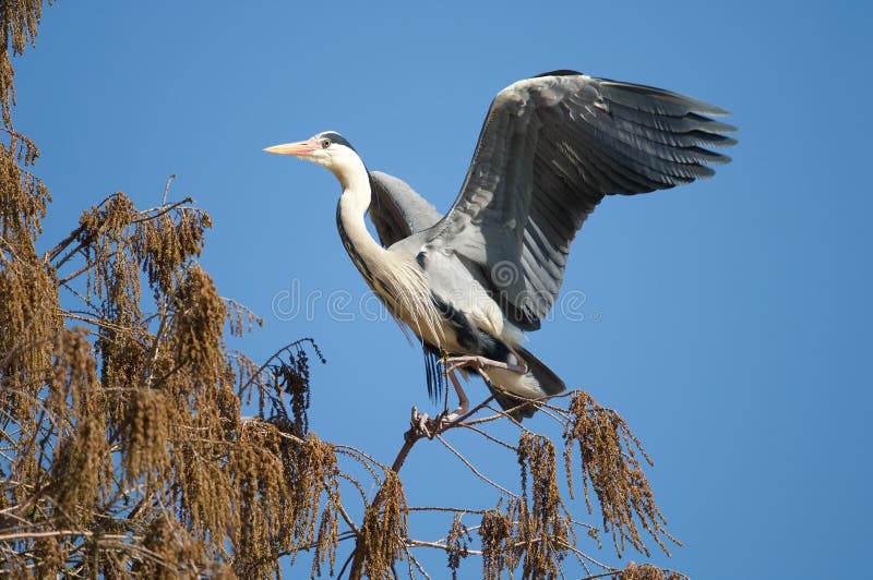 Heron