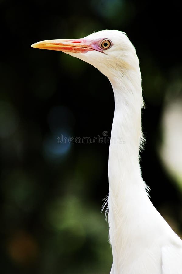 Canon EOS 7D Mark II + Canon EF 100-400mm F4.5-5.6L IS II USM sample photo - E2T