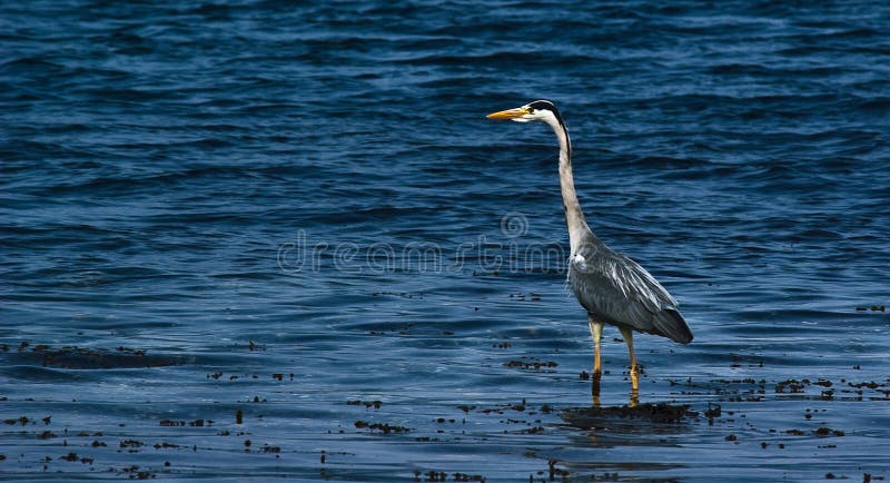 Heron wading contrasted against blue water background.