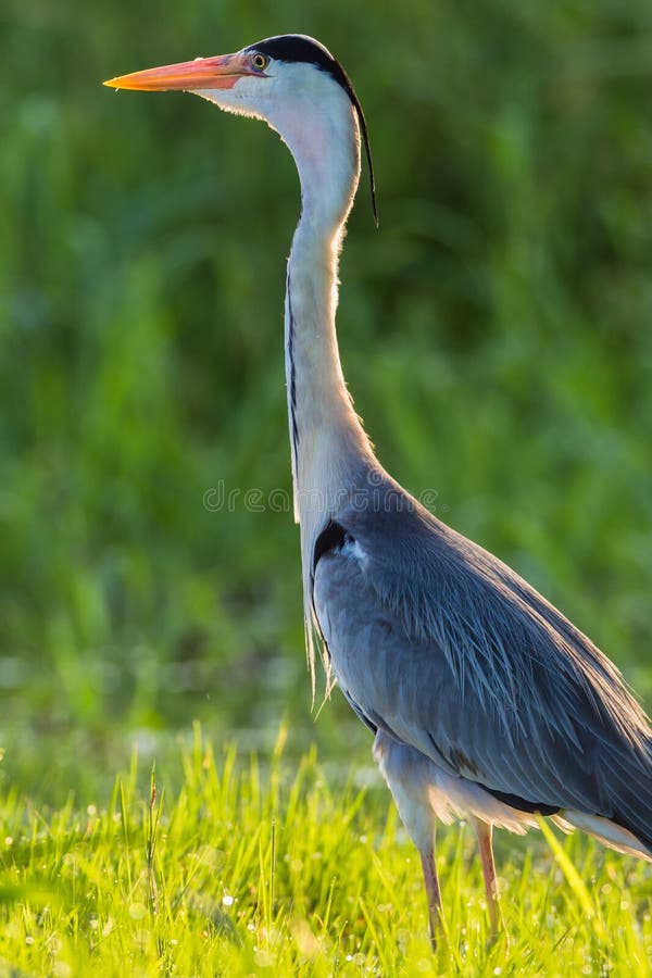 Heron Bird Close Water Grass stock image