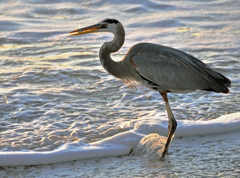 Heron catching fish