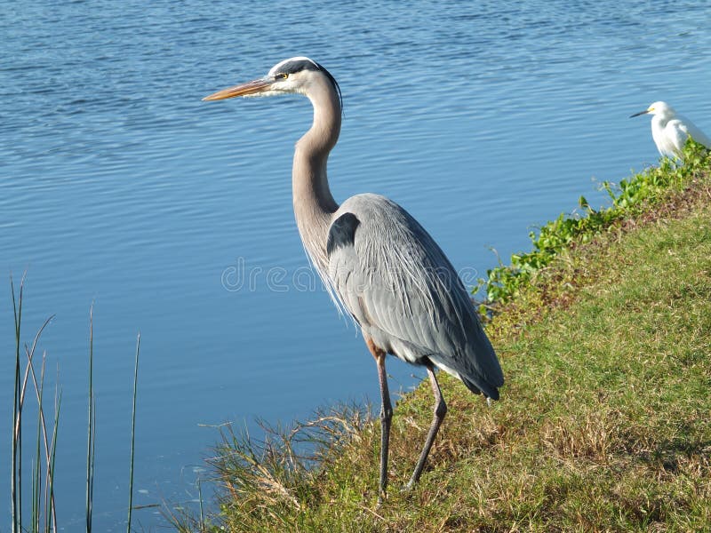 Heron and Crane stock image. Image of florida, crane 51763225