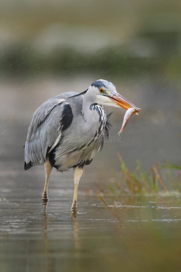 Heron with fish. Bird with catch. Bird in water. Grey Heron, Ardea cinerea, blurred grass in background. Heron in the forest