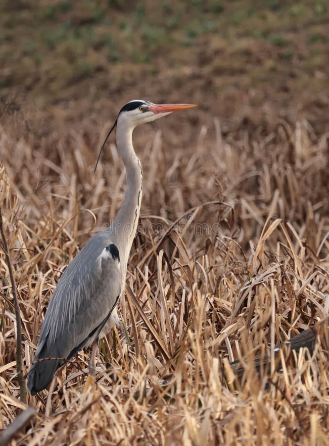 Heron gris parmi l'herbe jaune. Les hérons gris Ardea cinerea sont des oiseaux qui se trouvent près de l'eau.