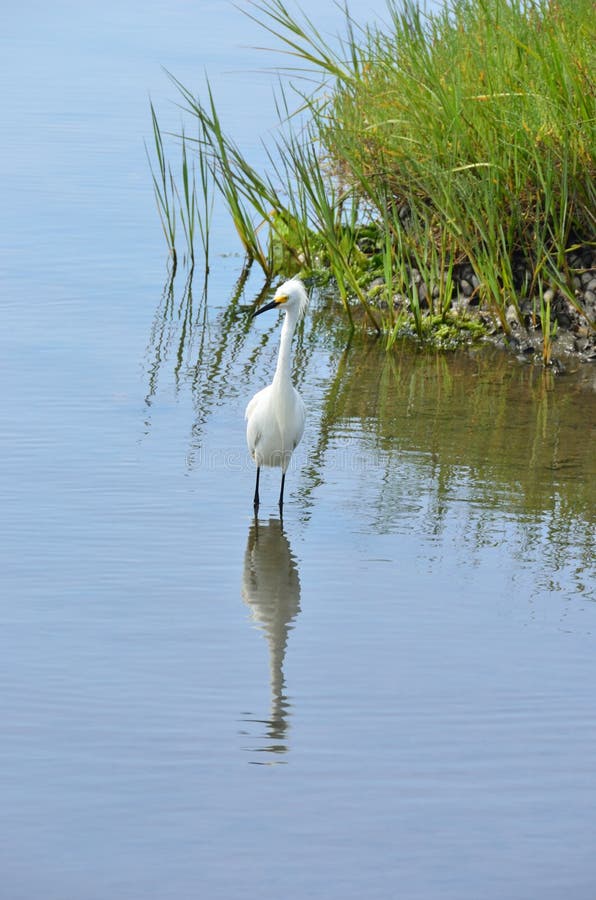 Heron in Habitat Reserve stock photo. Image of vegetation 20229362