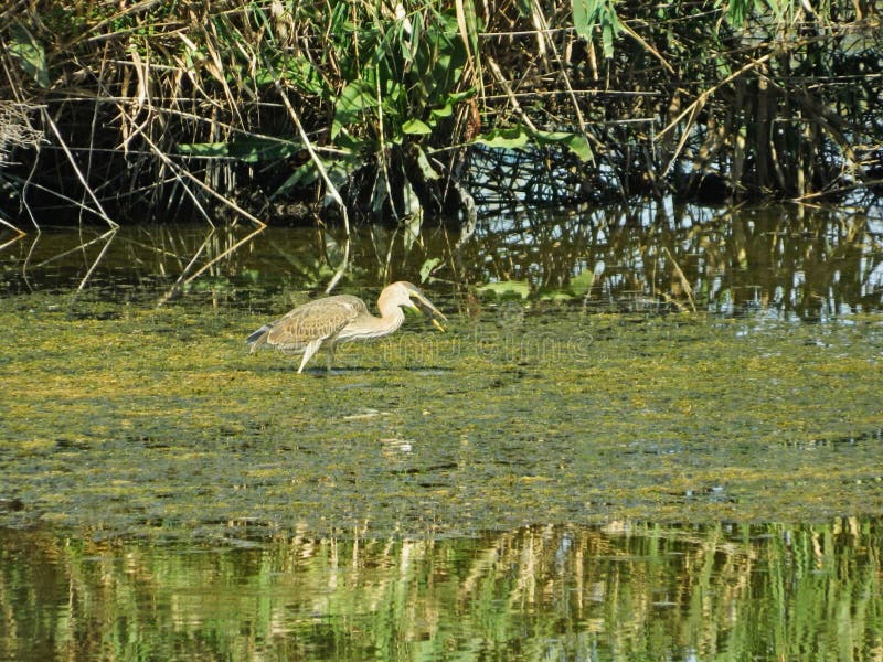 Heron the hunter stock photos