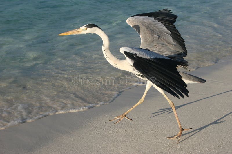 Heron in Indian Ocean