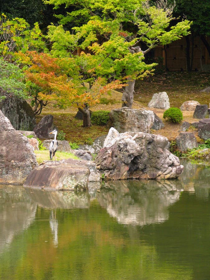 Heron in Japanese garden