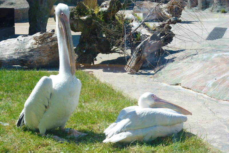 Heron pelicans