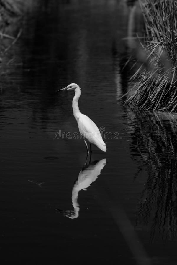 Heron reflected in calm waters. A lone heron stands gracefully in shallow water, its reflection perfectly mirrored in the calm surface. The monochromatic backdrop enhances the serene and tranquil atmosphere of the natural habitat