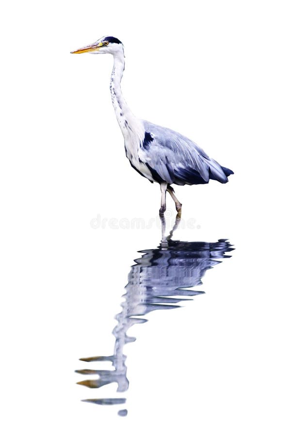 Heron reflected Isolated on white background